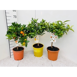 Citrus Mixed 3+ Var. on stem