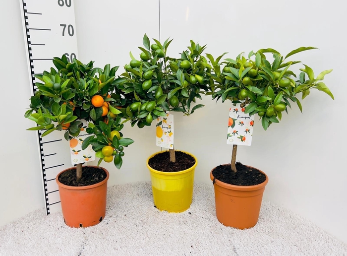 <h4>Citrus Mixed 3+ Var. on stem</h4>