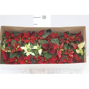 Euphorbia P Mini Gemengd