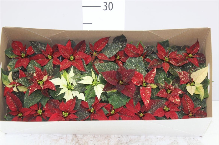 <h4>Euphorbia P Mini Gemengd</h4>