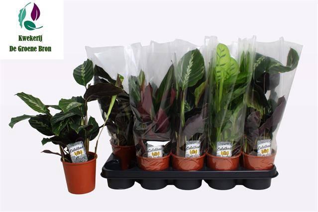 <h4>CALAT GEM 4 SRT</h4>