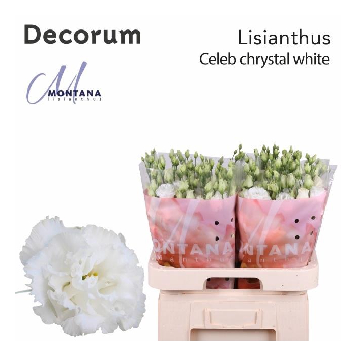 <h4>Eus G Celeb Chrystal</h4>