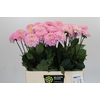 Dahlia Wizard of Oz