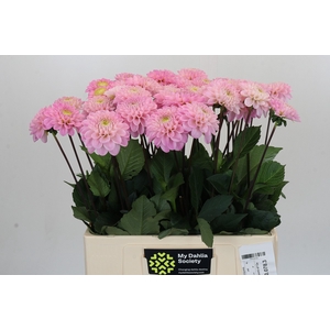 Dahlia Wizard of Oz