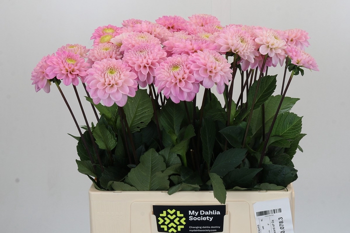 <h4>Dahlia Wizard of Oz</h4>
