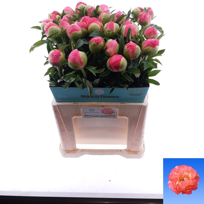 <h4>PAEO CORAL SUNSET</h4>