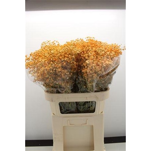 Gyps Grof Apricot