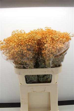 <h4>Gyps Grof Apricot</h4>