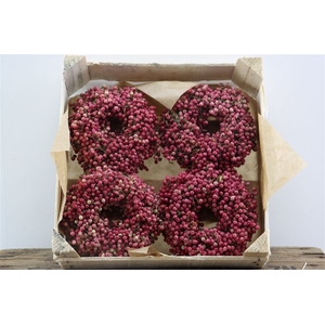 Wr Schinus 12cm X36