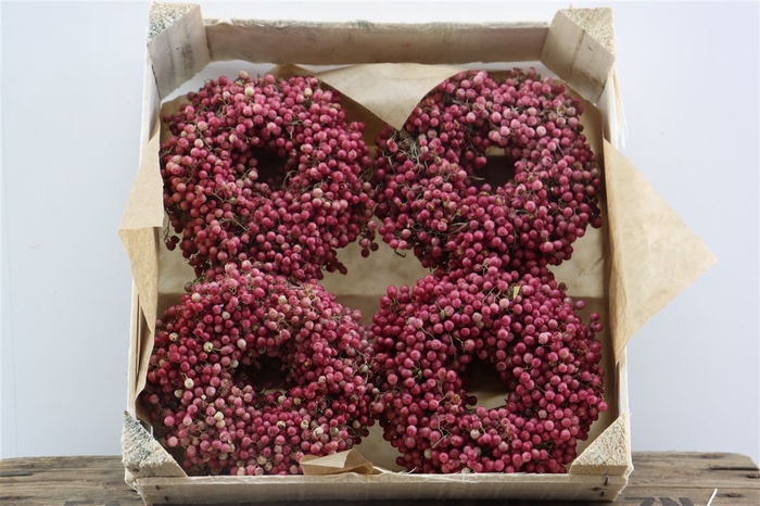 <h4>Wr Schinus 12cm X36</h4>