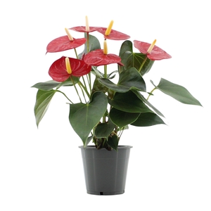 Anthurium 12 cm Aroha in Haute Couture sleeve