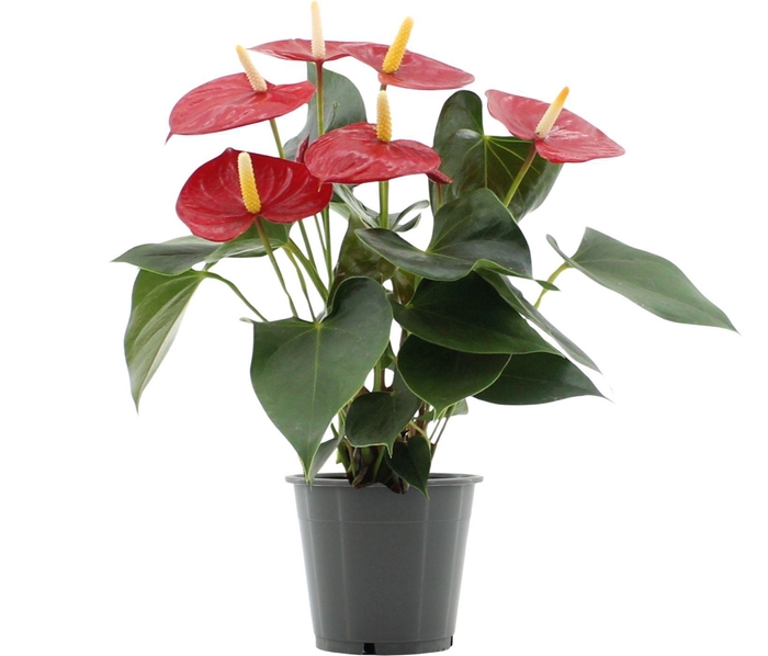 <h4>Anthurium 12 cm Aroha in Haute Couture sleeve</h4>