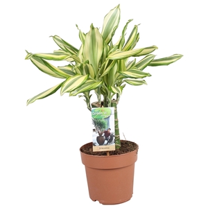 Dracaena Diamonddream carroussel