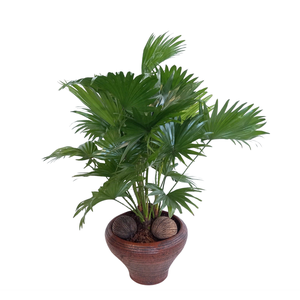 Livistona in super hoedje bruin