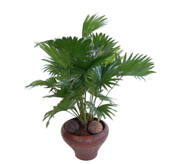 <h4>Livistona in super hoedje bruin</h4>