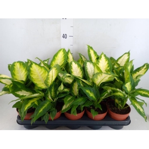Dieffenbachia  'Camilla'