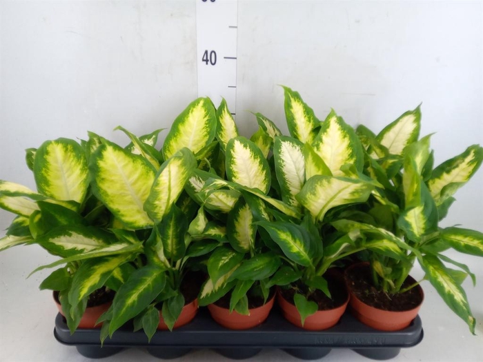 <h4>Dieffenbachia  'Camilla'</h4>