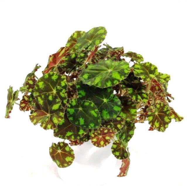 <h4>BEGONIA REX-HYBRID p12 TIGER</h4>