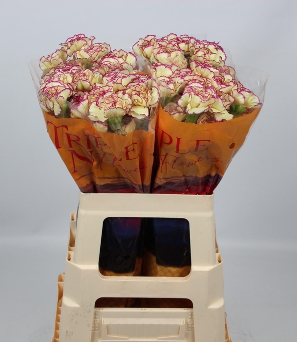 <h4>DI ST FLOUNDER+</h4>