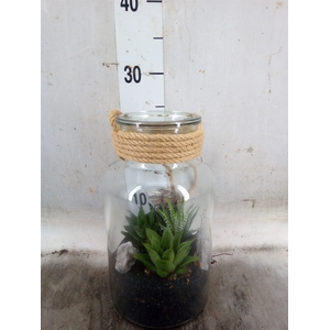 Arr.   Kamerplant Groen L%
