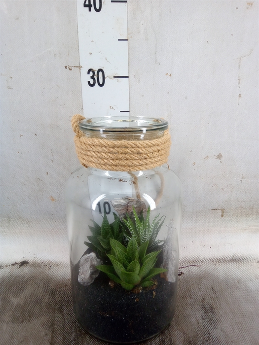 <h4>Arr.   Kamerplant Groen L%</h4>