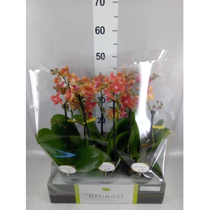 Phalaenopsis multi.   ...orange