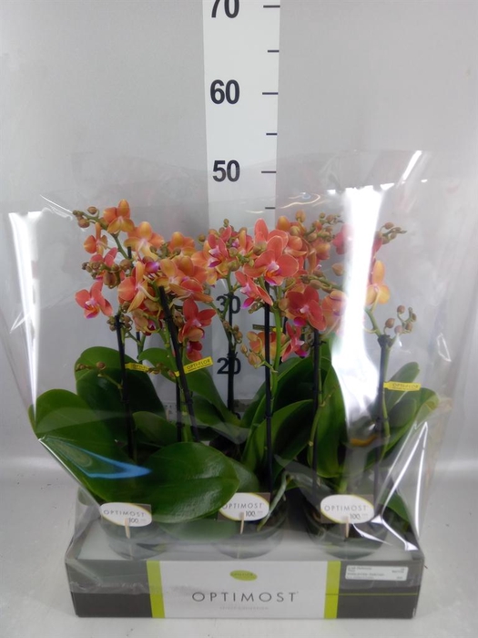 <h4>Phalaenopsis multi.   ...orange</h4>