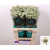 Astrantia Wit Billion Stars