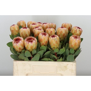 Protea Grandicolor