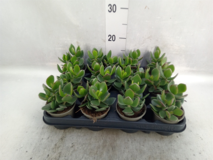 <h4>Crassula  'Hulk'</h4>