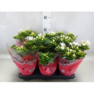 Bouvardia  'Bellev Snow White'