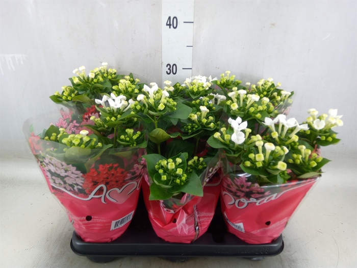 <h4>Bouvardia  'Bellev Snow White'</h4>