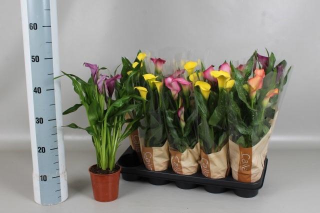 <h4>ZANT GEM 4 KL</h4>