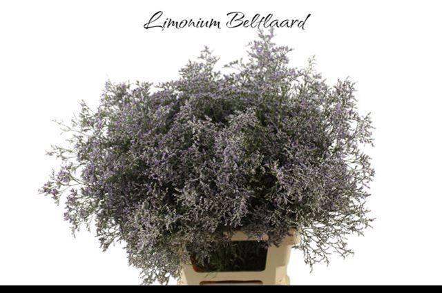 <h4>LIM BELTLAARD</h4>