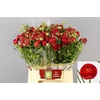 Ranunculus Elegance Red