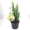 EUPHORBIA TRIGONA P12 GROEN