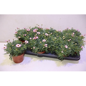 arr8 Arg La Rita Pink