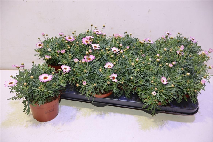 <h4>arr8 Arg La Rita Pink</h4>