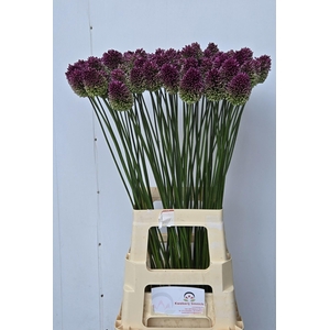ALLIUM SPHAEROCEPHAL