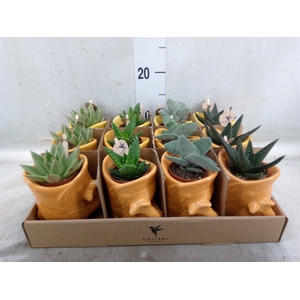 Succulents   ...mix 3