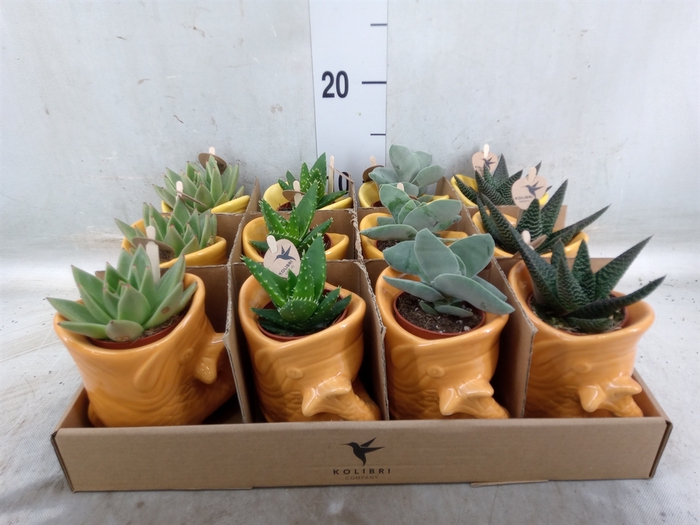 <h4>Succulents   ...mix 3</h4>