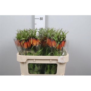 Fritillaria Orange Beauty