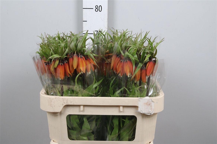 <h4>Fritillaria Orange Beauty</h4>