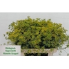 ANET GRAVEOLENS NATURE