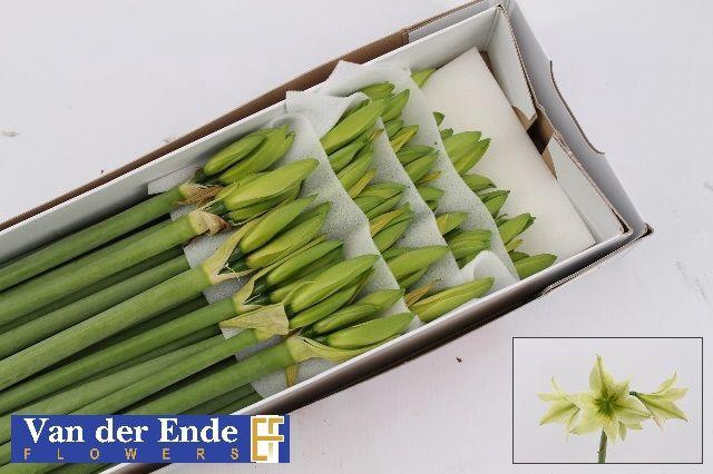 <h4>HIPP DI GREEN VALLEY</h4>