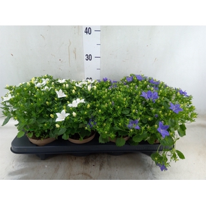 Campanula   ...