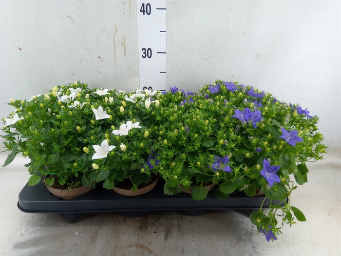 <h4>Campanula   ...</h4>