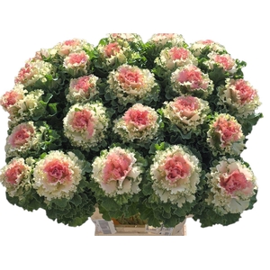 Brassica Klbh Pink