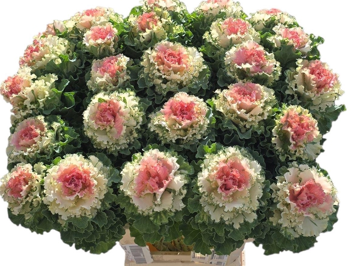 <h4>Brassica Klbh Pink</h4>