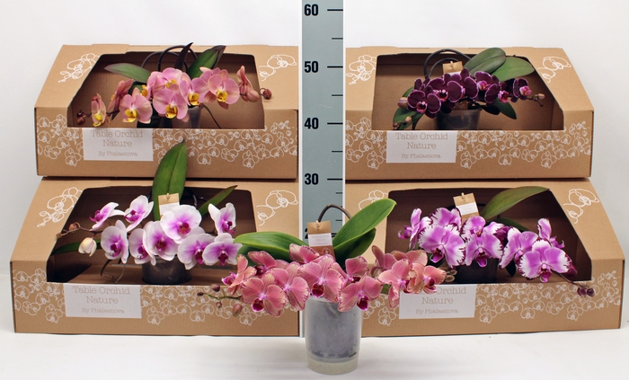 PHAL GEM